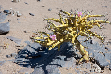 Buschmannskerze in Wüste