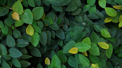 Green leaves ficus pumila or creeping fig in oil painted style
