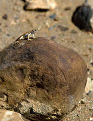 Eidechse auf Stein in Afrika