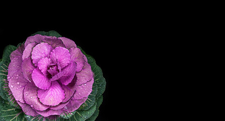 Brassica cabbage on a black dark background. Low key.