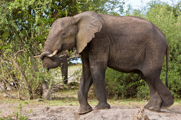 Fototapeta premium Elefant