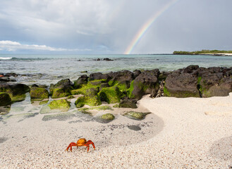 Rainbow and Sally Lightfoot crab at Santa Cruz tropical beach.  Lava formation. Galapagos Islands,...