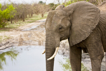 Elefant Close Up