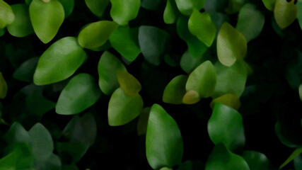 Ficus pumila or creeping fig in oil paint background