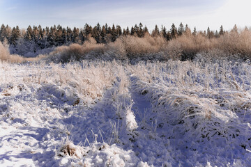 Frozen winter plants in the early morning