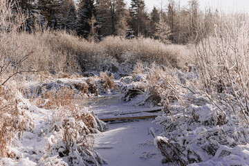 Frozen winter plants in the early morning