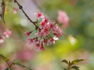 Thailand Sakura sweet blossom Phaya Sueklong flower 