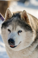 Fototapeta premium Portrait of a Siberian husky, friendship forever. Pet. Husky