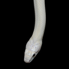 The Texas rat snake (Elaphe obsoleta lindheimeri ) is a subspecies of rat snake, a nonvenomous colubrid found in the United States, primarily within the state of Texas.