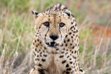 Gepard Close Up