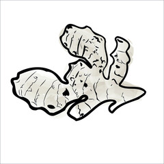 Ginger root plant. Hand drawn doodle vector illustration isolated on white background. Spicy herbs, cooking ingredient. Design for card, hand draw. vector eps 10