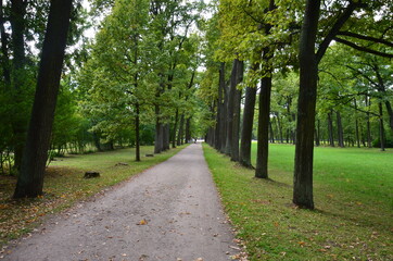 Fototapeta na wymiar The road through the poplars in the park
