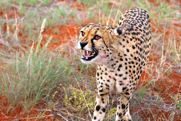 Gepard fauchend - Close Up