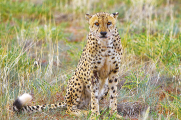 Gepard Afrika Safari