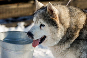 Portrait of a Siberian husky, friendship forever. Pet. Husky