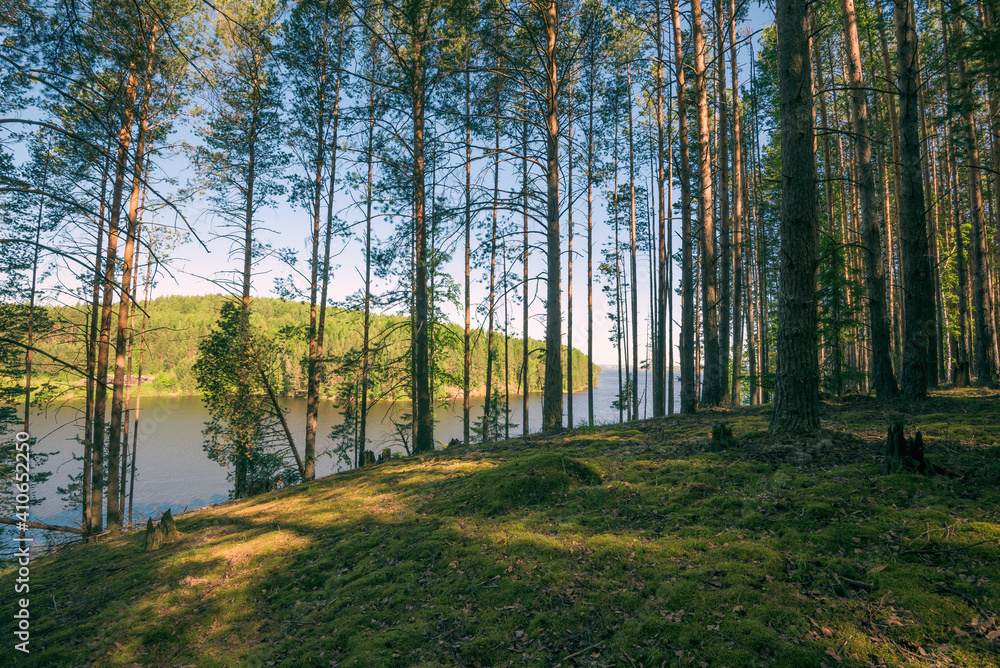 Wall mural panoramic landscape of the pine forest sun rays through the branches of trees.