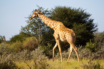 Giraffe in der Savanne