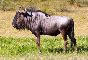 Gnu in Savanne bei Afrika Safari