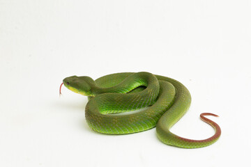 Close up White-lipped Green Pit Viper snake (trimeresurus albolabris) isolated on white background
