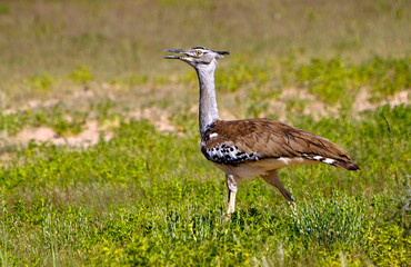 Gro&szlig;trappe laufend