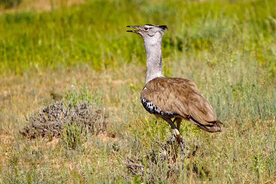 Gro&szlig;trappe Safari Afrika