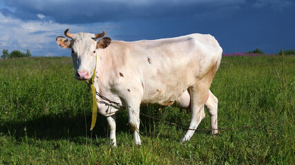 A white cow on a green lawn. Cows graze in a meadow on a sunny day.