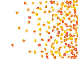 Maple leaves vector background, autumn foliage on white graphic design.