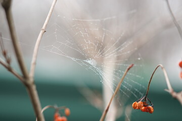 Spider web on the hawthorn bush with red berries in blurred bokeh.