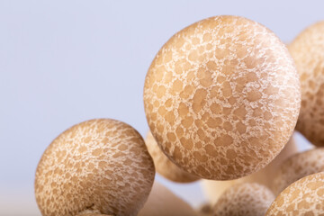 Shimeji mushroom or White beech mushrooms isolated on white background.