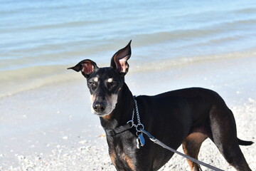 Manchester Terrier at the Beach