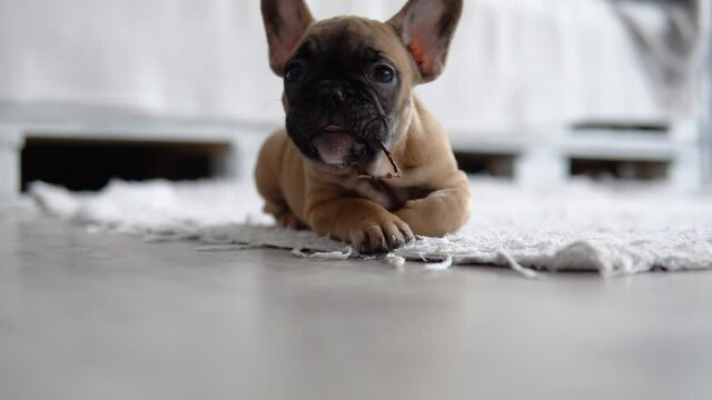 Funny french bulldog on the carpet in the light and bright room