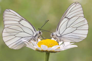 Aporia crataegi, coppia di farfalle su margherita 