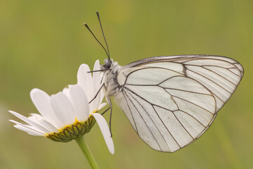 Aporia crataegi