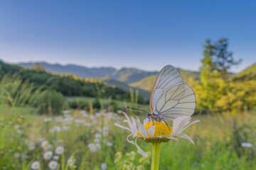 Aporia crataegi, farfalla ambientata nel paesaggio, all'alba 