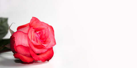 Flower frame, banner. Delicate card with pink roses on a white background. Space for text