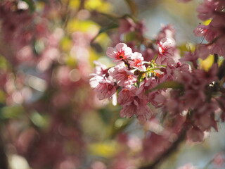 Fototapeta na wymiar Thailand Sakura sweet blossom Phaya Sueklong flower 