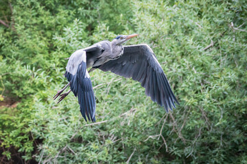 Grey heron flying in the woods