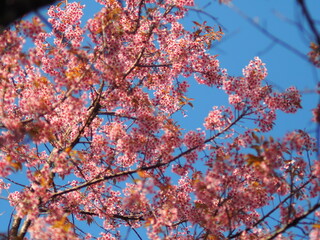 Fototapeta premium Thailand Sakura sweet blossom Phaya Sueklong flower 