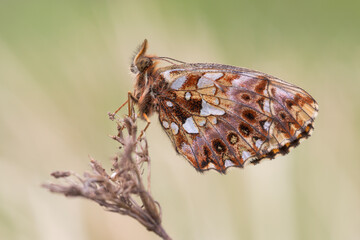 Boloria dia 