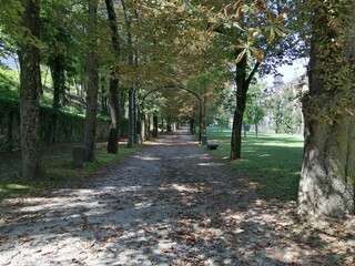 Hermoso Paisaje de camino al bosque 