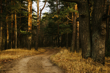 Morning in the forest