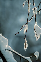 A tree branch with melting icicles and a gentle sunny background. Close-up. Selective focus. Thaw.
