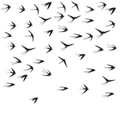Flying martlet birds silhouettes vector illustration. Nomadic martlets flock isolated on white.