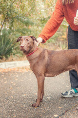 A happy, young girl in casual clothes walks in the park with her beloved dog.