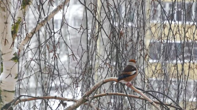 Bird grosser on a birch branch in a blizzard in the city..
