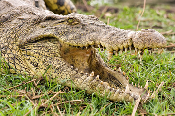 Krokodil Nahaufnahme Kopf