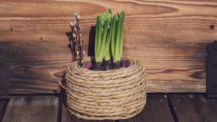 hyacinth and catkins in a basket on the balcony with rustic wood in the background in spring