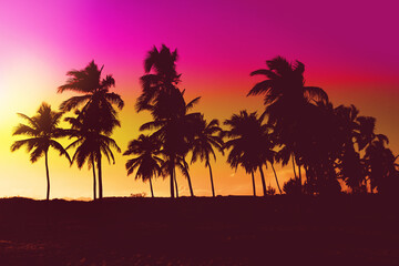 Fototapeta na wymiar Palms trees sunset colored background