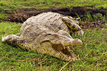 Krokodil Afrika Safari