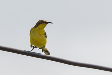 Olive-backed sunbird jumped on the wires